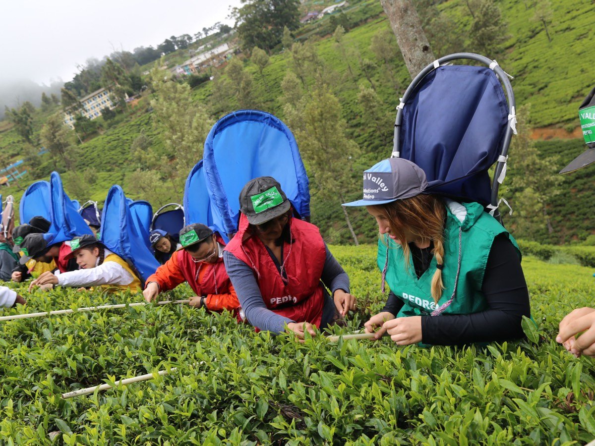 Tea-country walking and picking experience in Sri Lanka