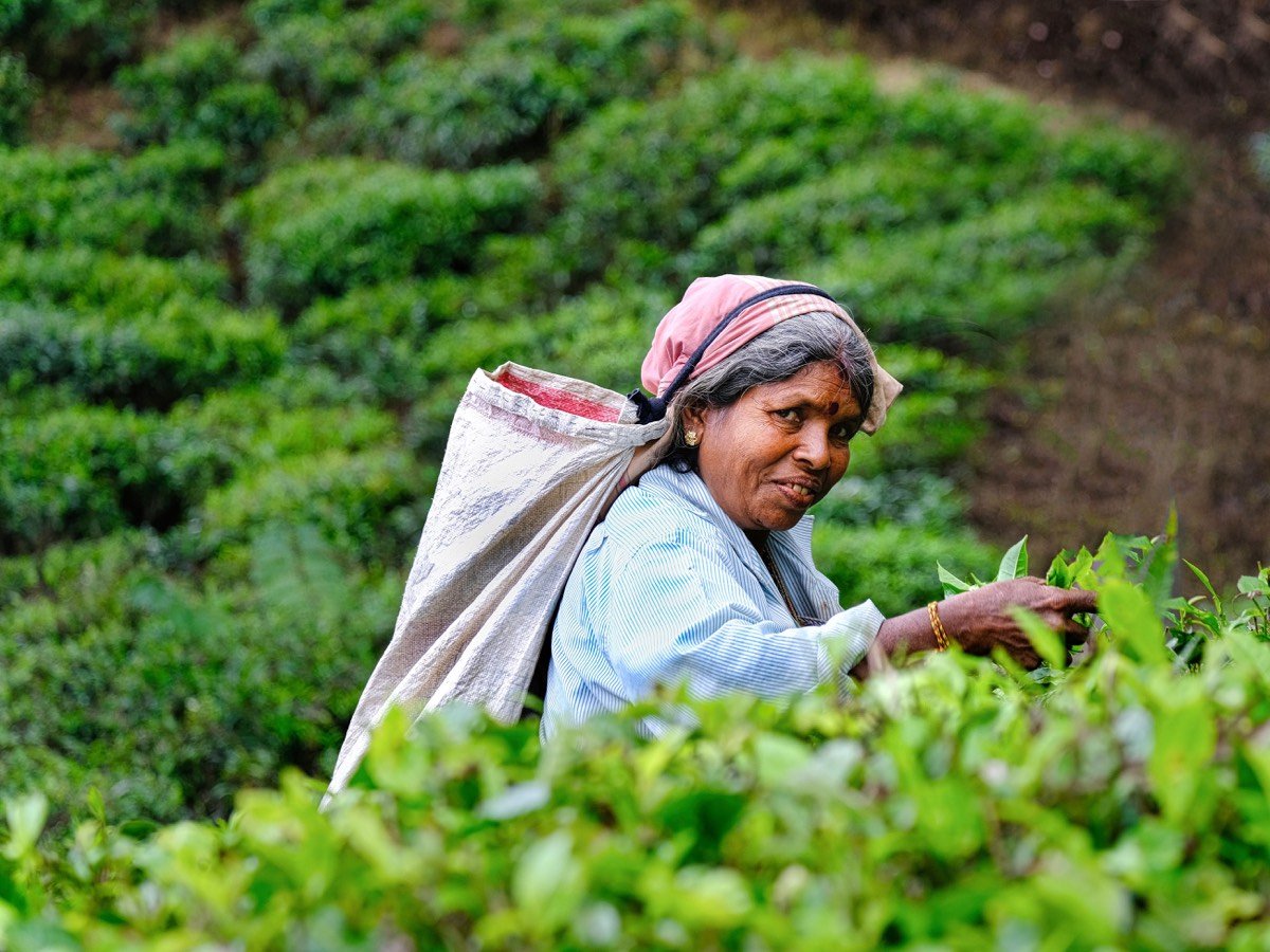 Tea country worker among green tea fields