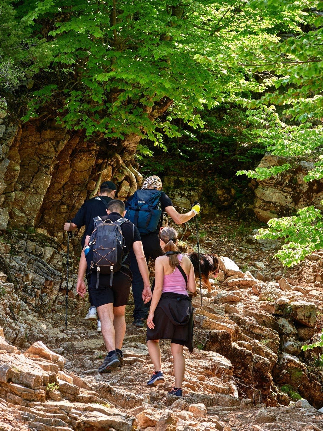 Relaxed hiking pace on a forest path