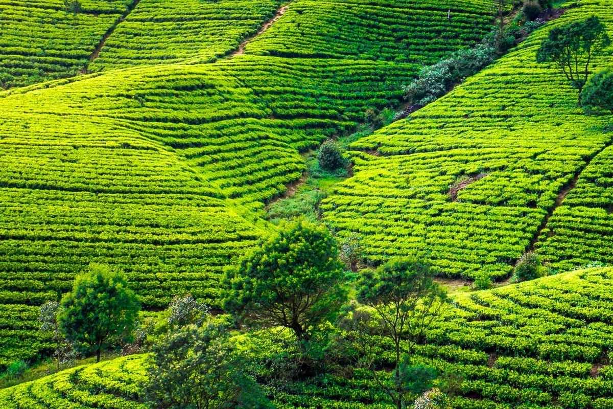 Tea Country