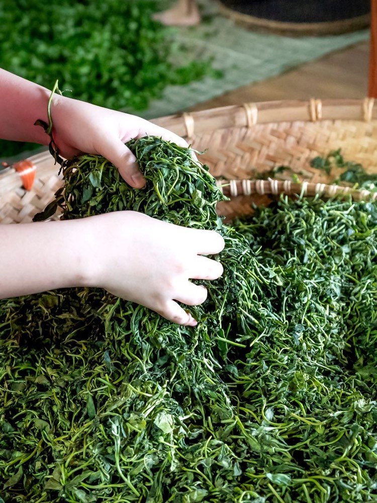 Fresh tea leaves in hand