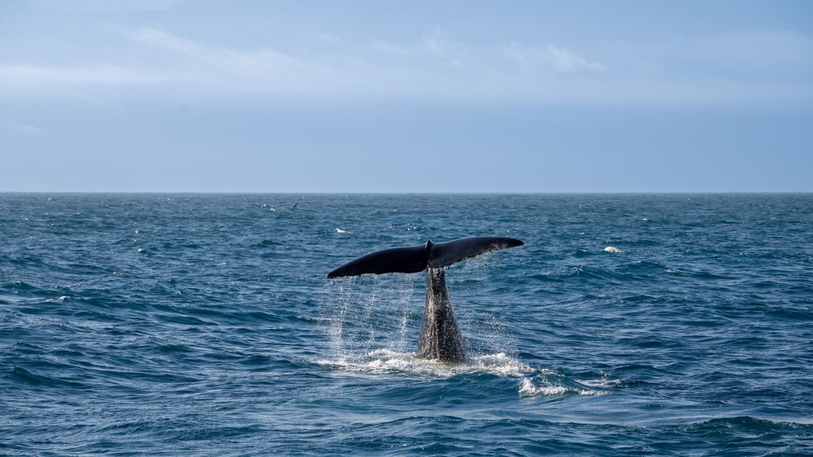 Whale tail in the ocean off Sri Lanka