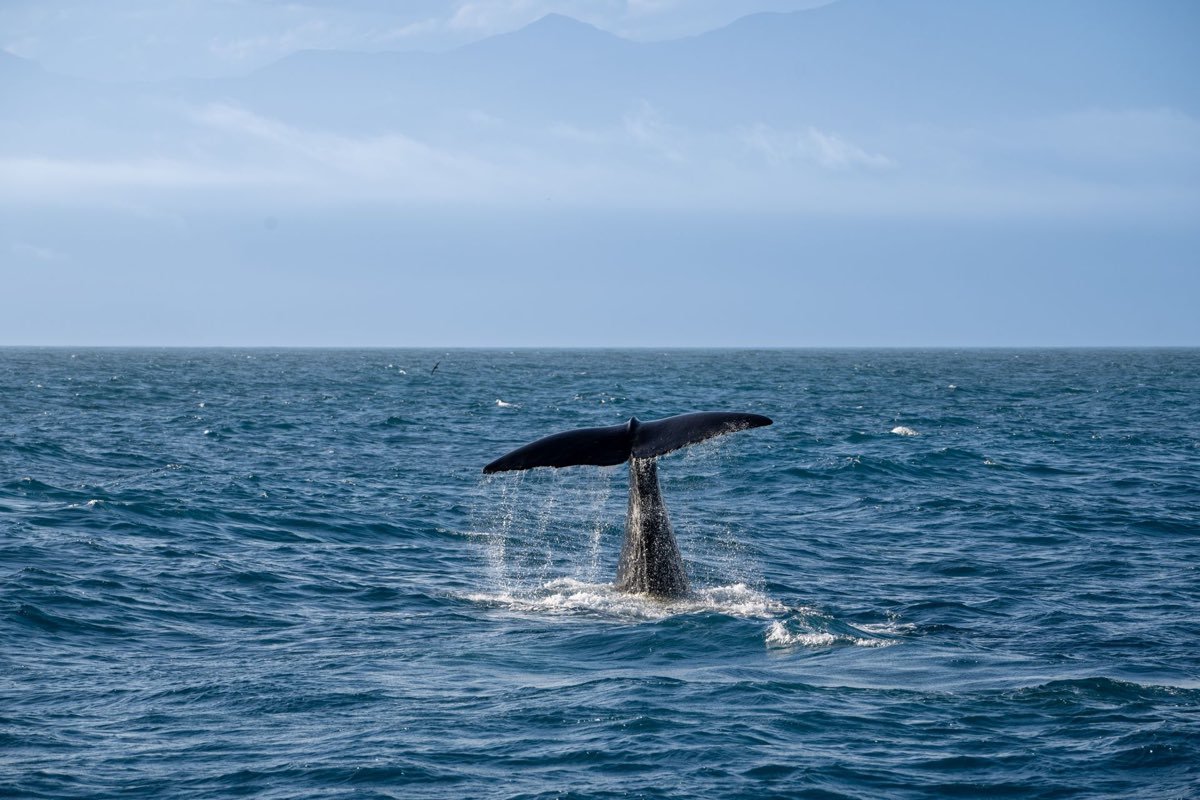 Whale Watching Mini Tour