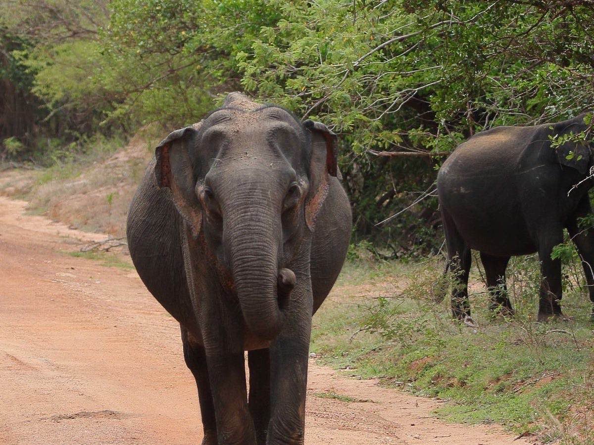 Elephants crossing through a wildlife corridor