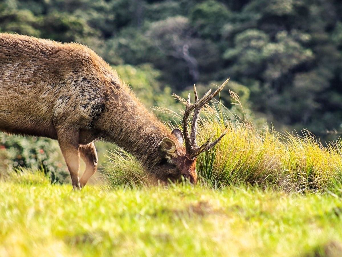 Sambar deer in the Sri Lankan highlands