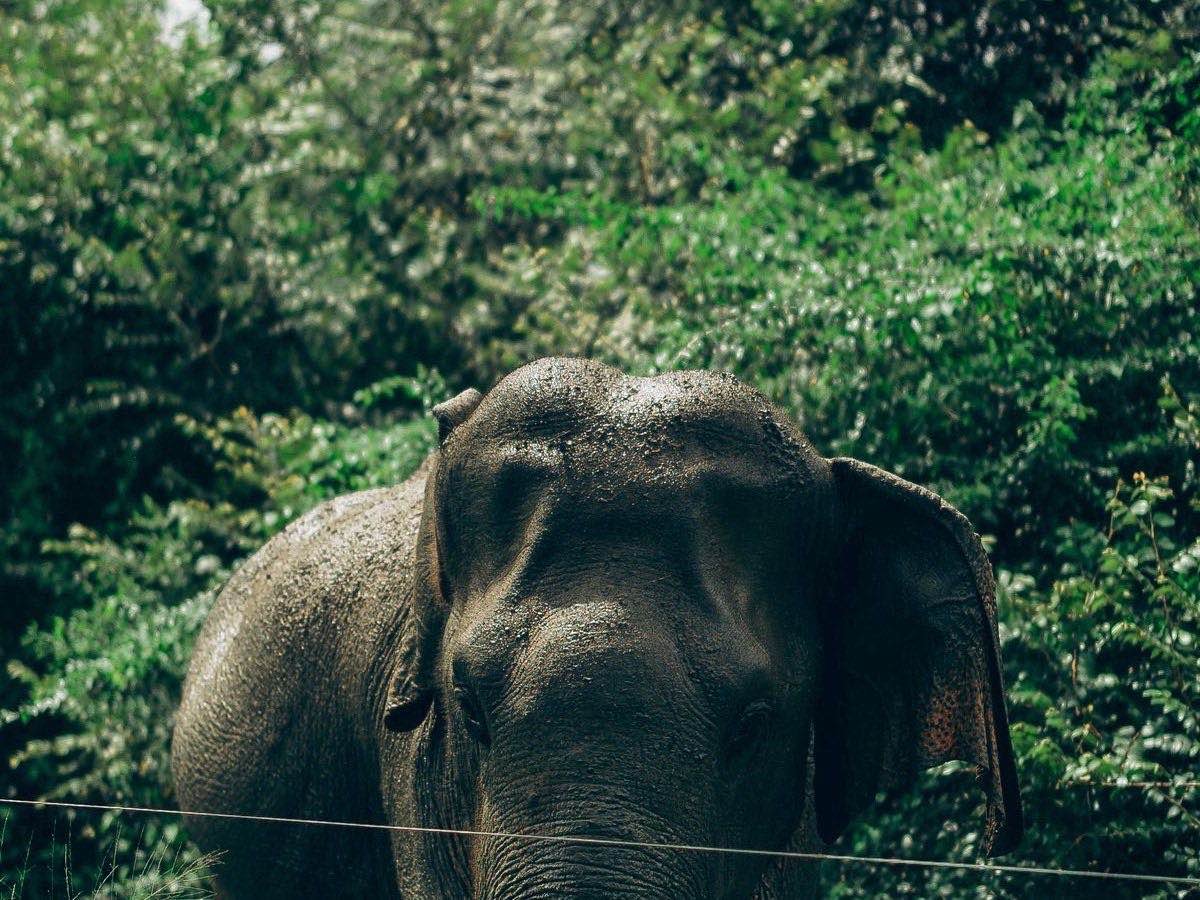 Elephant standing in dense Sri Lankan greenery