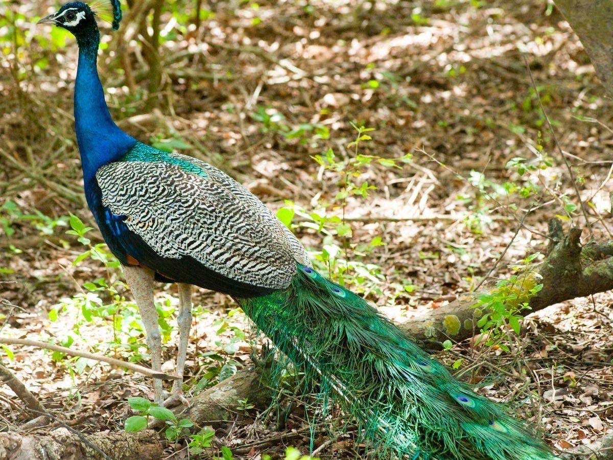 Peacock in woodland habitat