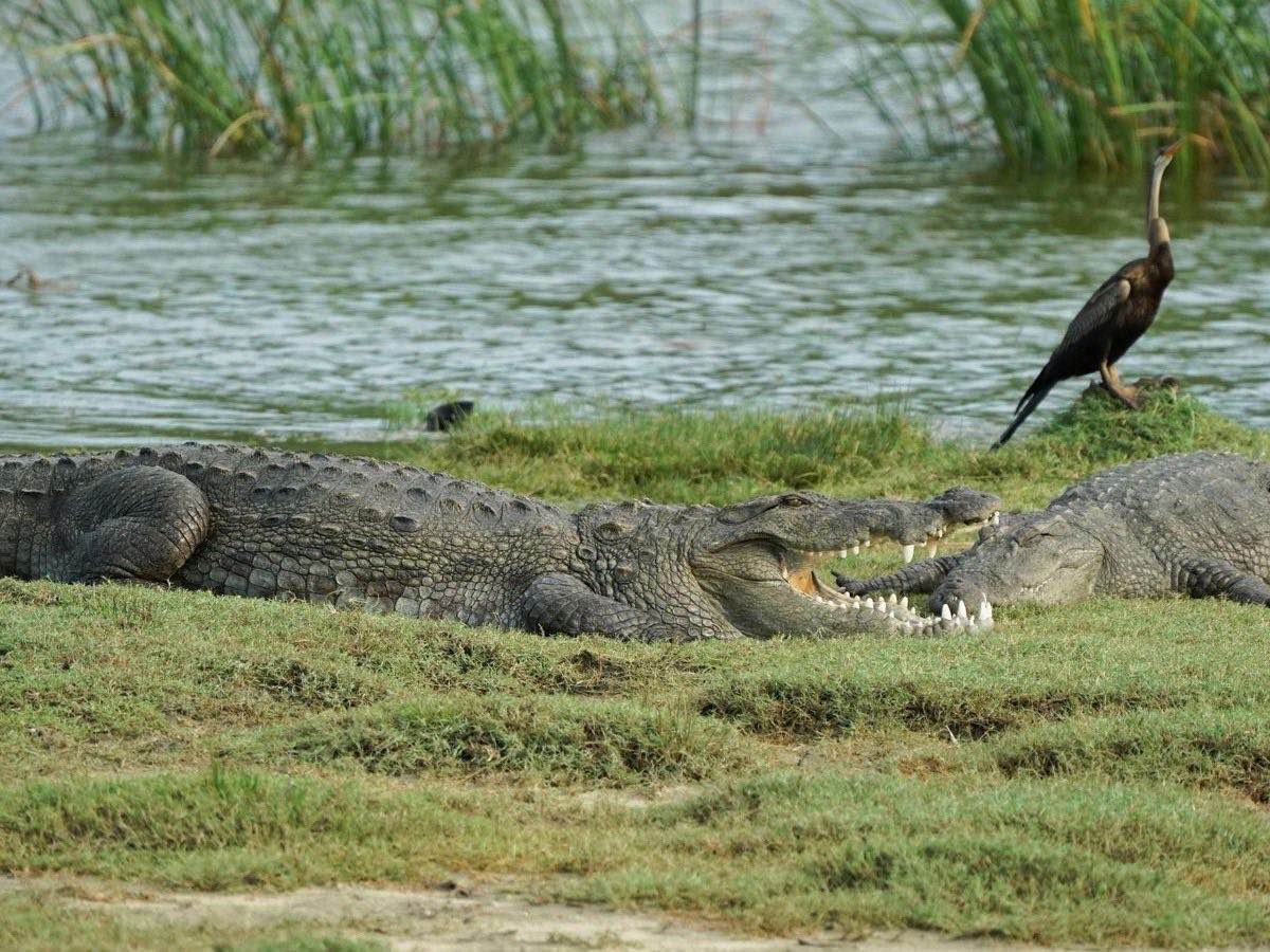 Crocodiles resting by the water