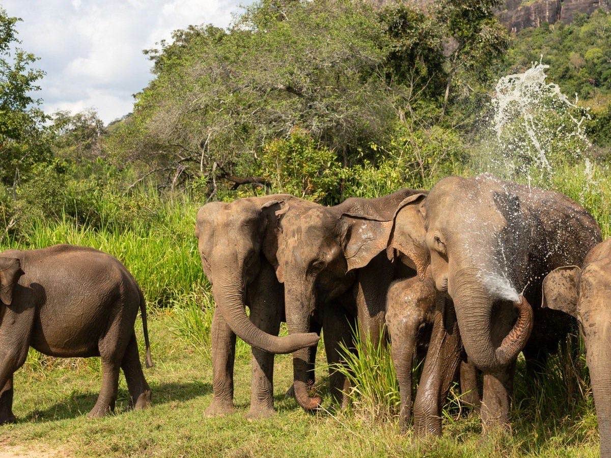 Elephant herd gathered in the grasslands