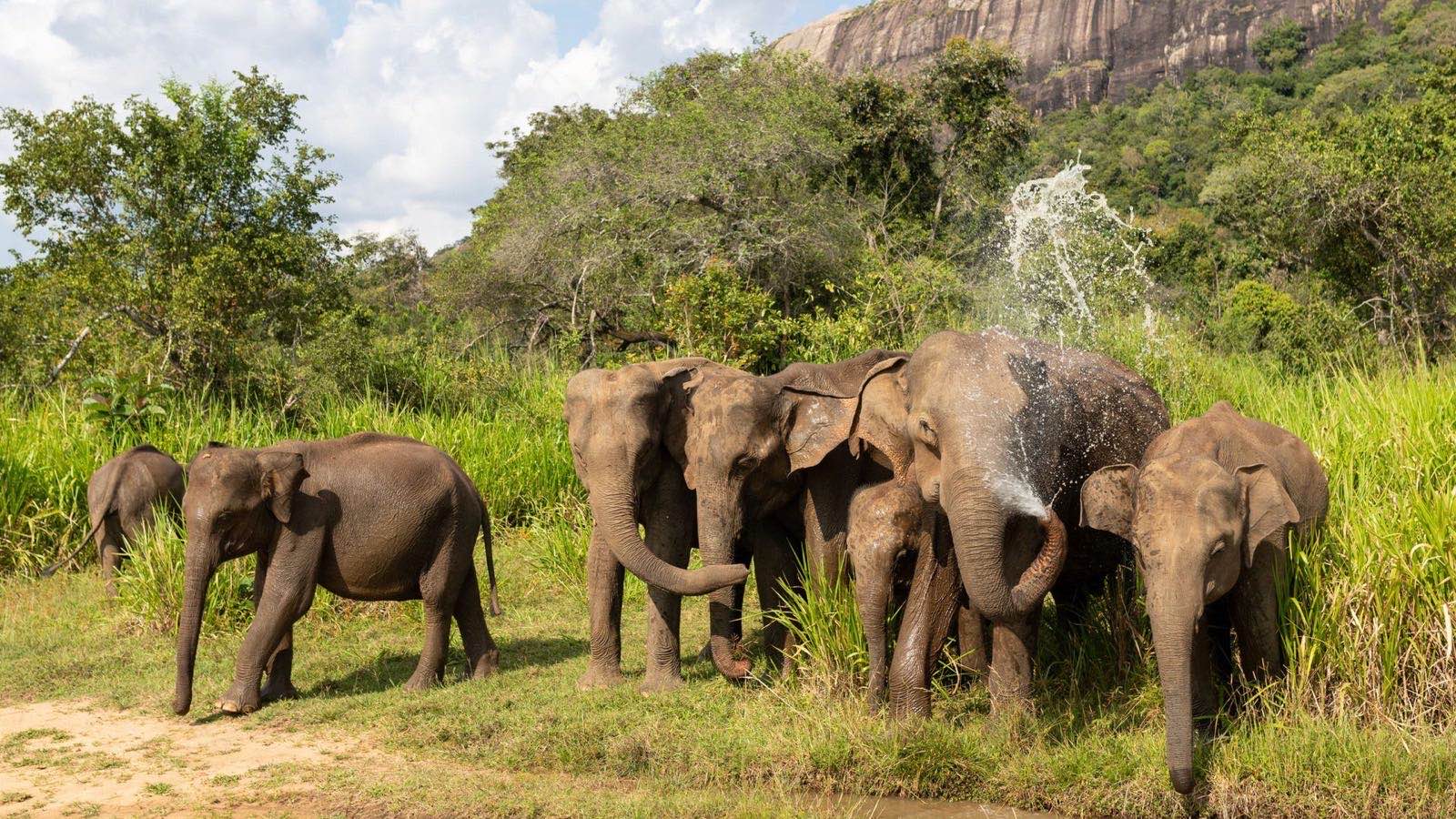 Elephant family gathered in Sri Lanka wilderness