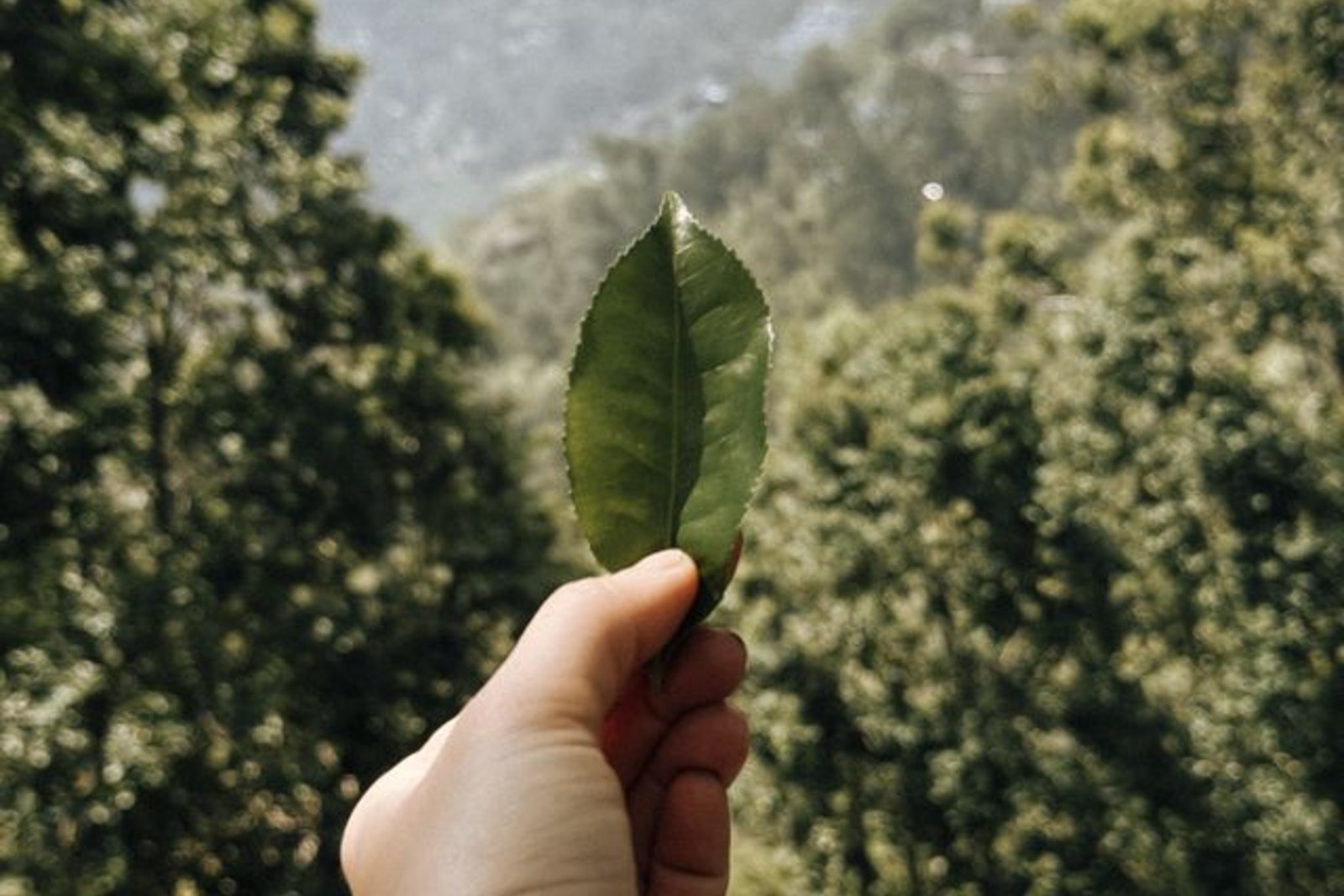 Image — Tea Country Crossing