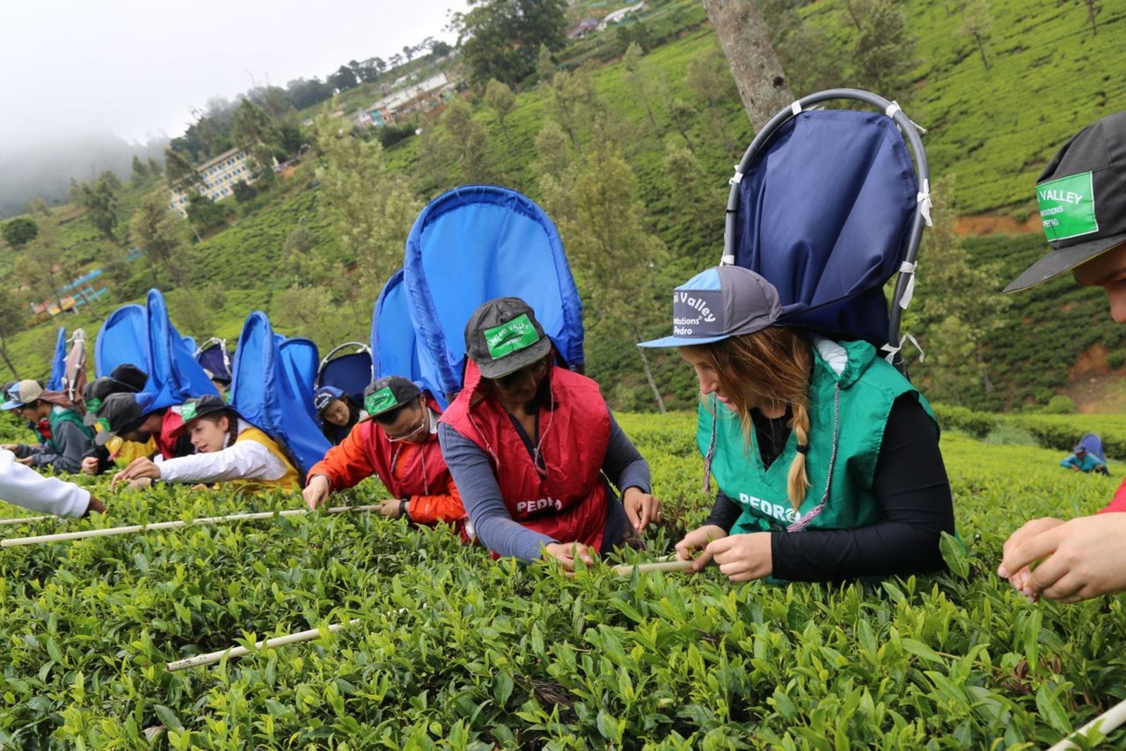 Image — Nuwara Eliya & Ella