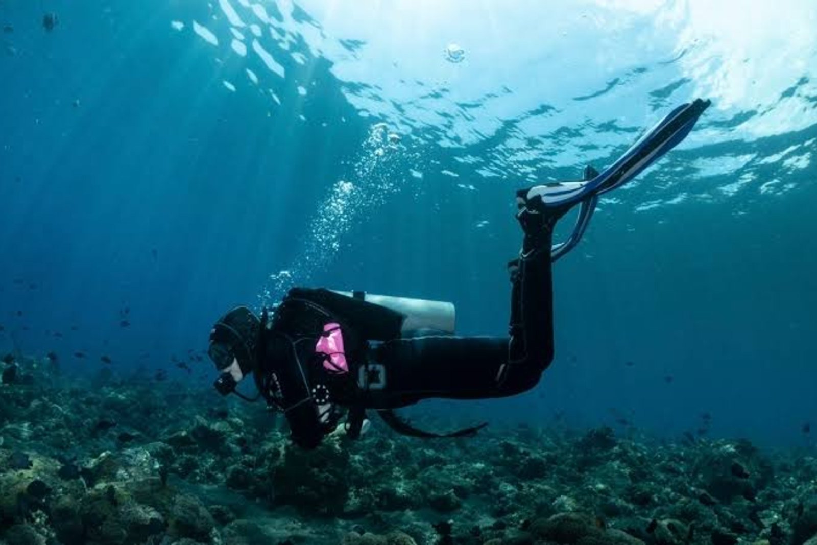 Dive Gallery 07